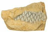 Carboniferous Scale Tree (Lepidodendron) Fossil - Utah #256830-1